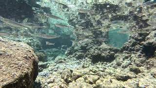 Reflections - Life in the Tidepool - Big Island Hawaii
