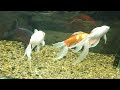 Музей-аквариум «Рыбы Амура» | Поход в музей с детьми | Museum-Aquarium &quot;Amur Fish&quot;