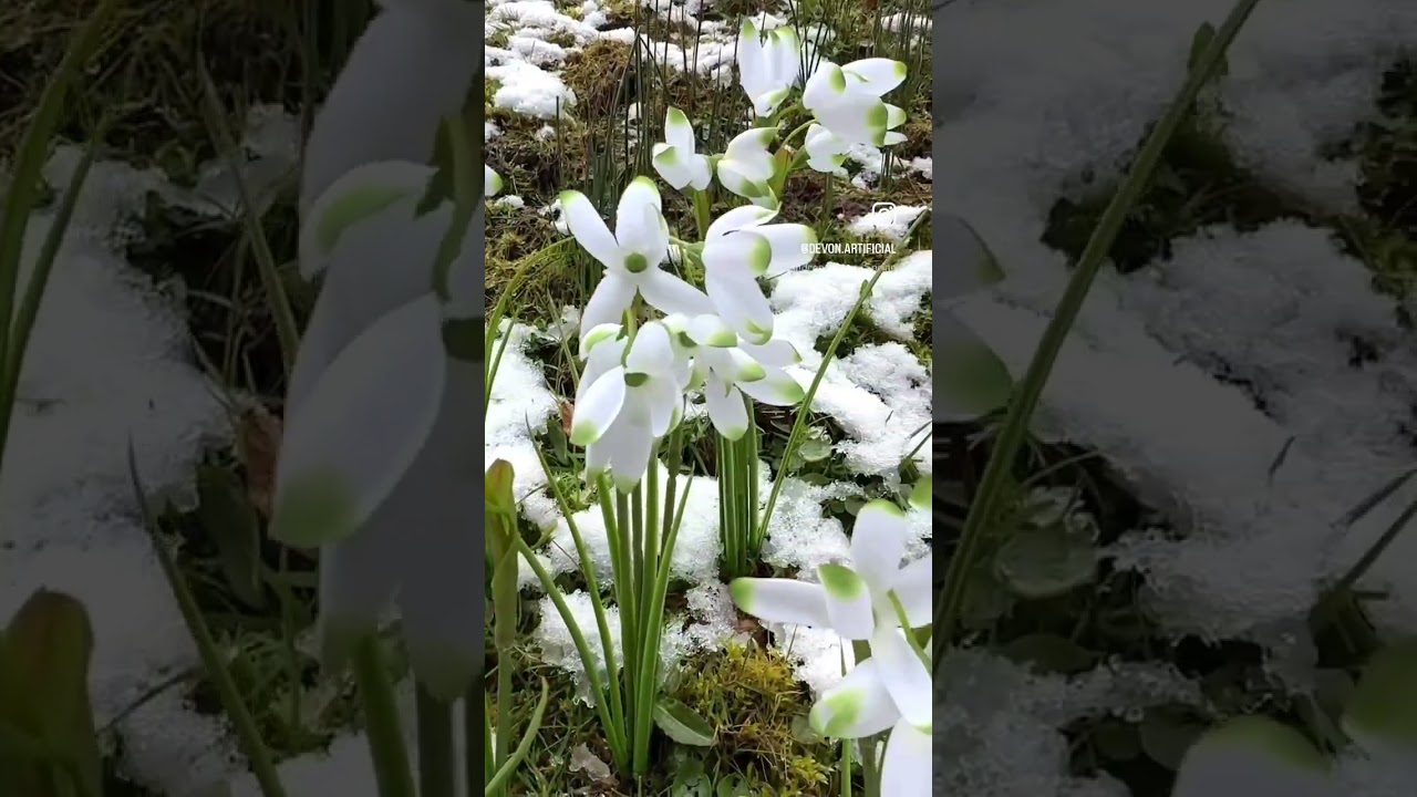 Artificial snowdrop flowers. From Devon to your door. 