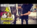 Brody Bunny and Guinea Pigs @Mr & Mrs Nagi Funny Dog Video | Harpreet SDC