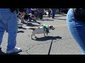 Marilyn at the 2018 Knoxville Mardi Growl Parade   2