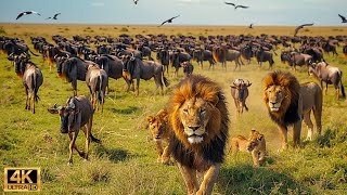 สัตว์ป่าแอฟริกัน 4K: การอพยพที่ยิ่งใหญ่ที่สุดในโลกจากแทนซาเนียไปยังเคนยาด้วยเสียงจริง #48