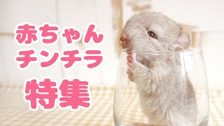 【チンチラ】カワイイ赤ちゃんチンチラ大集合！あずきの思い出アルバム　Chinchilla Memories