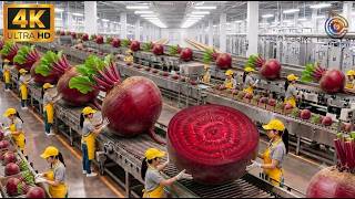 Inside The Factory: The Automated Journey of Beet Production