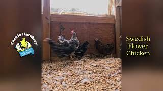 Swedish Flower Hen Chicken | Rare, Hardy & Beautiful Backyard Chickens |   Cackle Hatchery