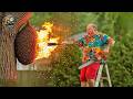 Idiots With Chainsaws: Tree Cutting Fails | Extreme Dangerous Logging Truck Fails #41