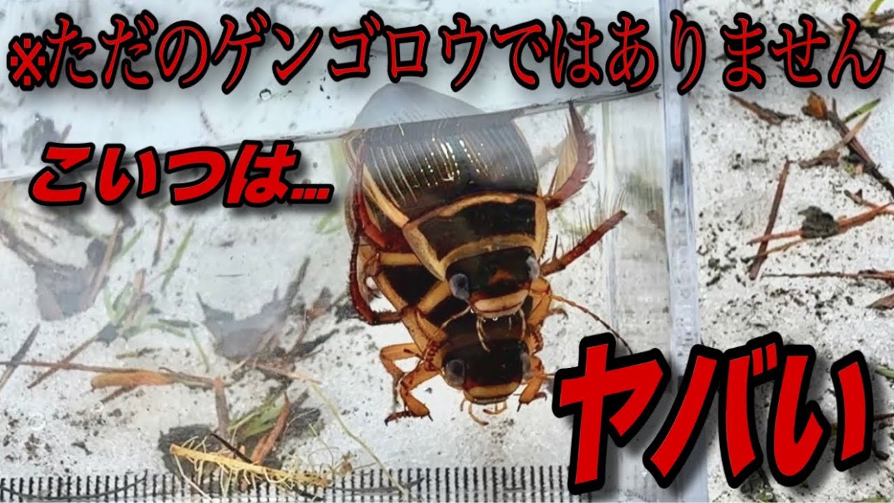 【神回】ガサガサで希少なゲンゴロウが採れてヤバすぎた！！！