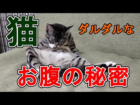 あずきと猫の雑学 ねこちゃん あずきと猫の雑学 ねこちゃん