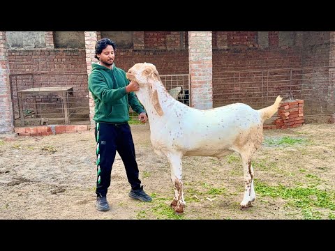 Amritsari Beetal Makhi Chena Bakre Mazhar Biba Official 