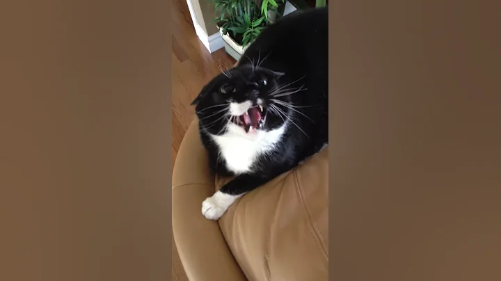 Crazy Savannah