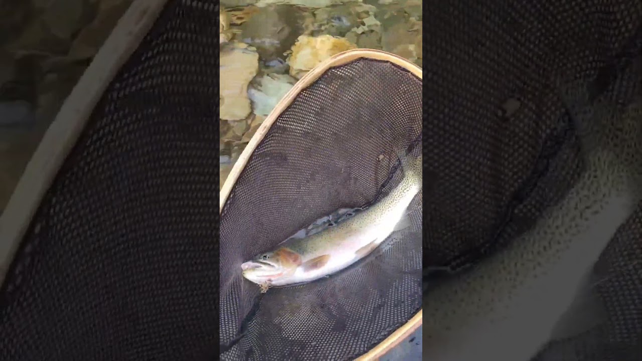 Flyfishing for Cutthroat Trout on the Skookumchuck River BC 