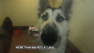 Louisville's animal shelter encouraging adoptions while caring for more than 800 pets