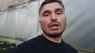 ნიადაგის მომზადება მარწყვის ნერგების დარგვამდე