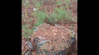 Natural White Pine Regeneration Budcapped Oct 2021
