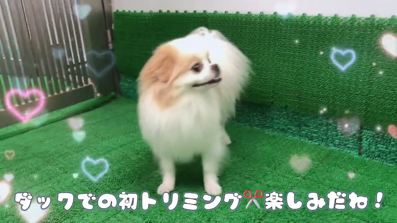 20260710 ダックペットサービス 朝のわんこ達 - YouTube