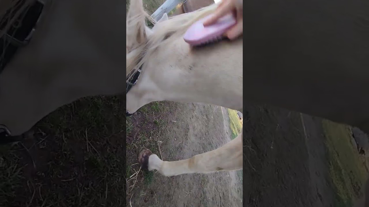 Vlog z koní s Jasonom. Dabované.