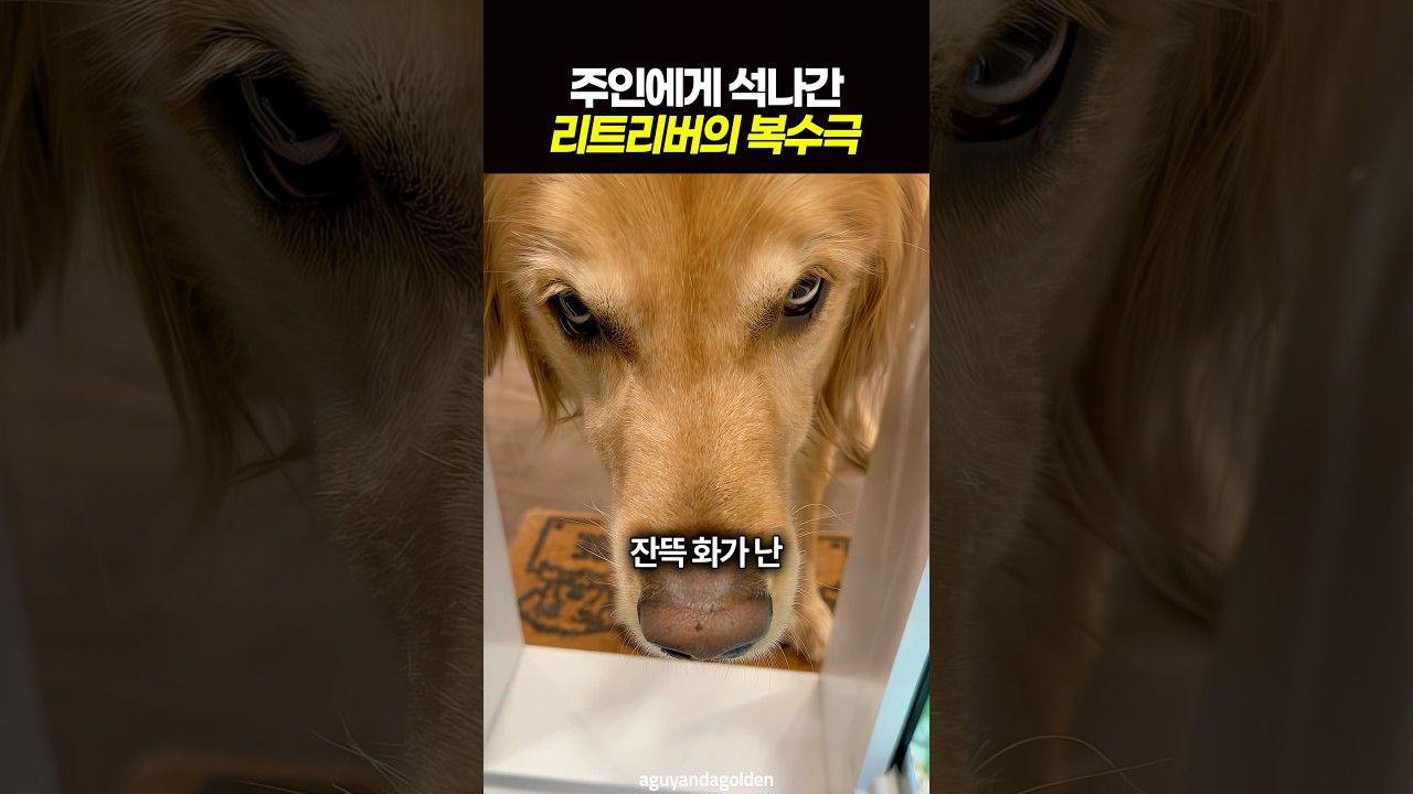 주인에게 석나간 리트리버의 복수극 썸네일