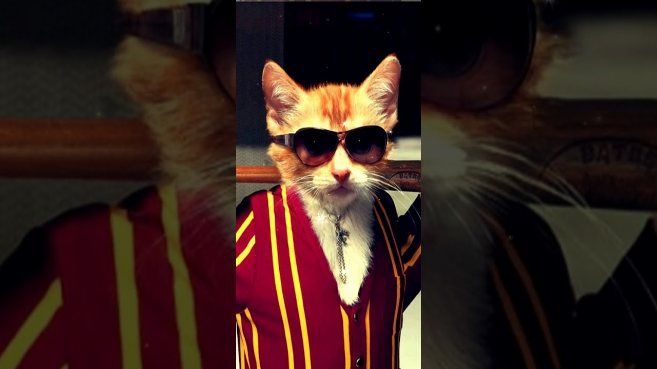 Thug life gif live wallpaper | funny cat wallpaper android | Cat With