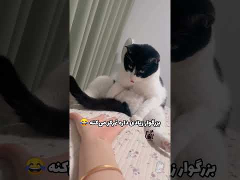 هیسسسس استاد داره تمرکز می کنه