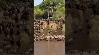 Wooow 😨 over 1.5M Wildebeest  great Masai Mara  Migration coming soon with Annest Kenya safaris