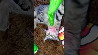 Hooked on Fun! #subscribe #crazily #catbaby #cat #toys #fun #playtime #subscribers #shorts #short