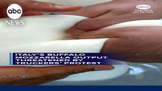 Italy’s buffalo mozzarella output threatened by truckers’ protest