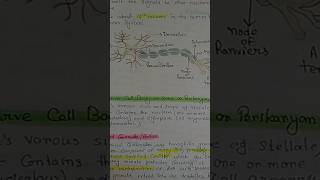 structure of neuron/ diagram/simple trick to draw in your exam