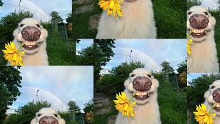 Lady Killers  Best Part Looped And Speed Up