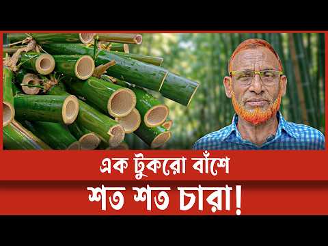 Easy Method for Growing Bamboo Seedlings | Watch the Full Process | SONGJOG