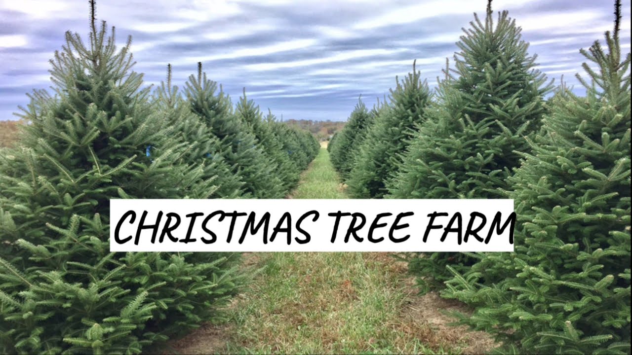 Taylor Swift "Christmas Tree Farm" (Official Lyrics) YouTube