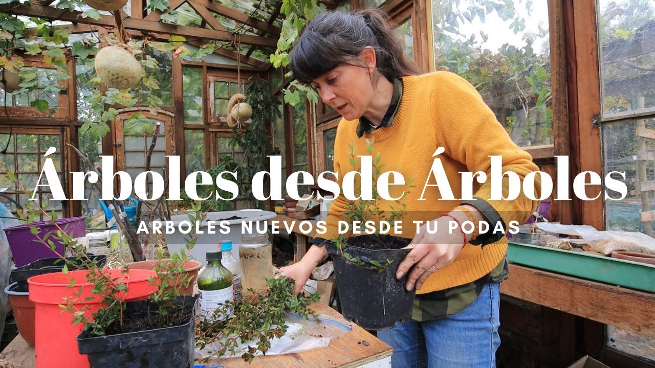 3 formas de Hacer Arbolitos desde Arbolitos | Cómo hago mis esquejes con o sin Raíces