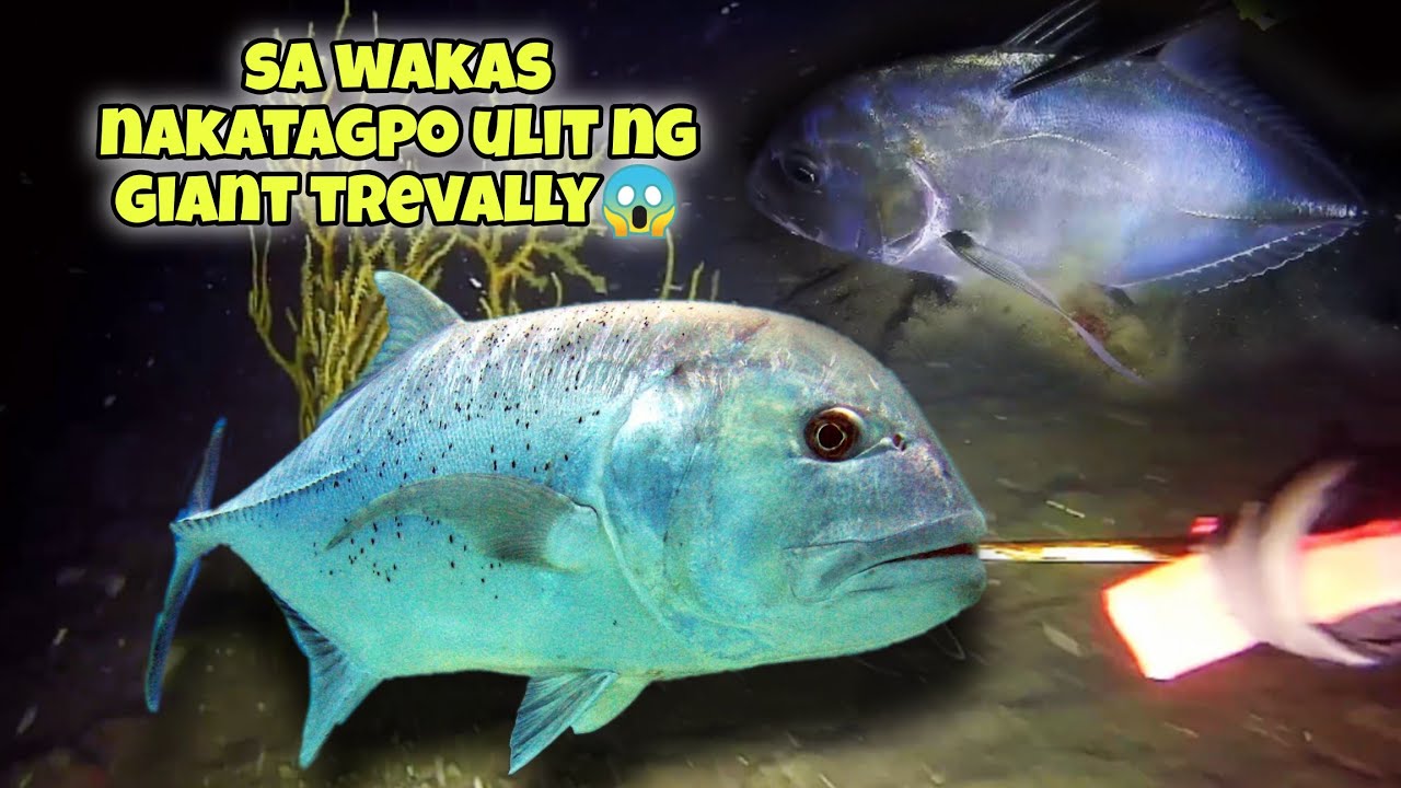 eps.382 SA WAKAS NAKATAGPO ULIT NG GIANT TREVALLY😱 #fishing #seafood #fish #kapanatv #viral 