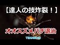 【大津市大物】オオスズメバチ退治！【達人の技】Japanese Giant Hornets Nest removal-Japanese BeeHive Hunter