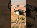 Running Ostriche😱😳#shorts #shortvideo #wildlife #birds #nature #birdslovers #ostrich