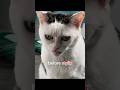 stylix.pet | Link in Bio | cat after using stylix🔥💀