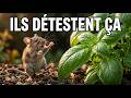 7 Plantes que les Rats DÉTESTENT Absolument (Plantez-les Autour de Votre Maison)