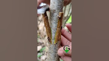 Fruit plant grafting techniques peach tree #agriculture #farming #gardening