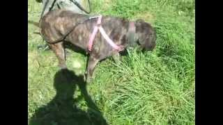 Download Lagu Sabula na spacerku MP3