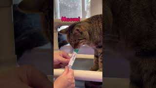 High on sugar?!?!? 🍭🍭#cat #trending #cute #foodie