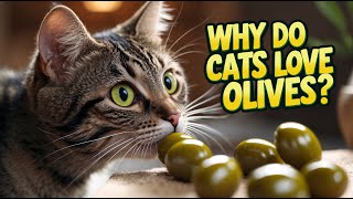 Why Do CATS Love OLIVES? The Strange Feline Obsession! 🐱
