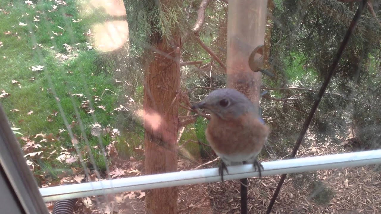 Robert O'Block Stalker