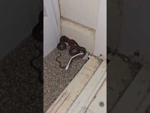 Venomous Snake Found in a Kid’s Bedroom!