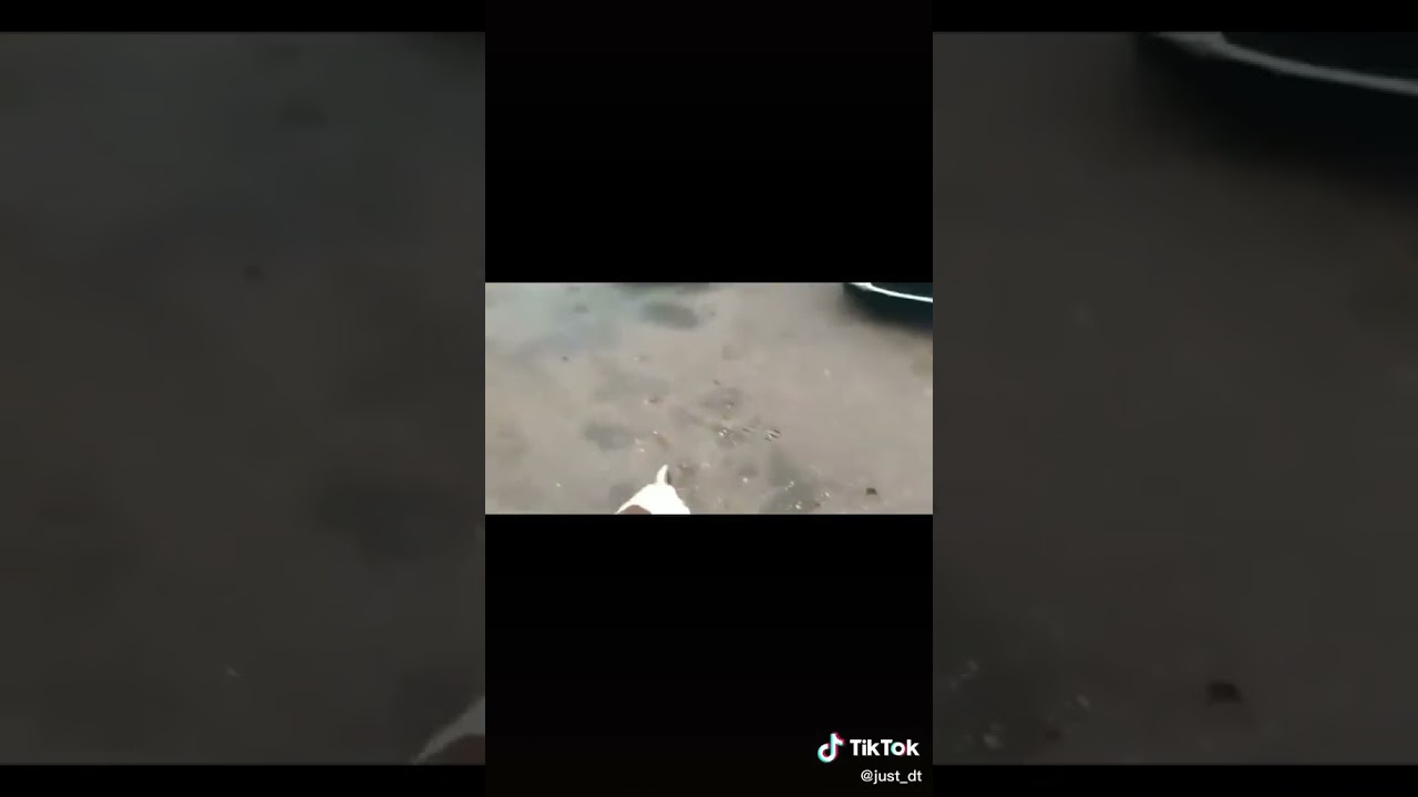 tiktok dog explosion - YouTube