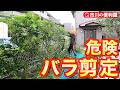 【お家周り剪定＆伐採🌴】サクランボ🍒透かし剪定、バラ切り戻し、ナンテン・ツツジ、アジサイ、雑木伐採、ブルーベリー・イチジクちょい剪定｜千葉県市川市の便利屋！各作業料一覧、お問い合わせ先は概要欄へ！