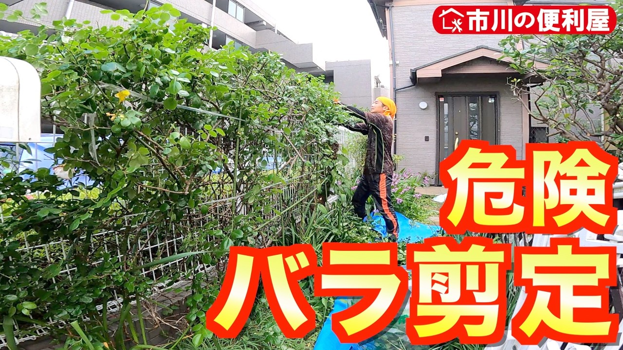 お家周り剪定＆伐採🌴】サクランボ🍒透かし剪定、バラ切り戻し