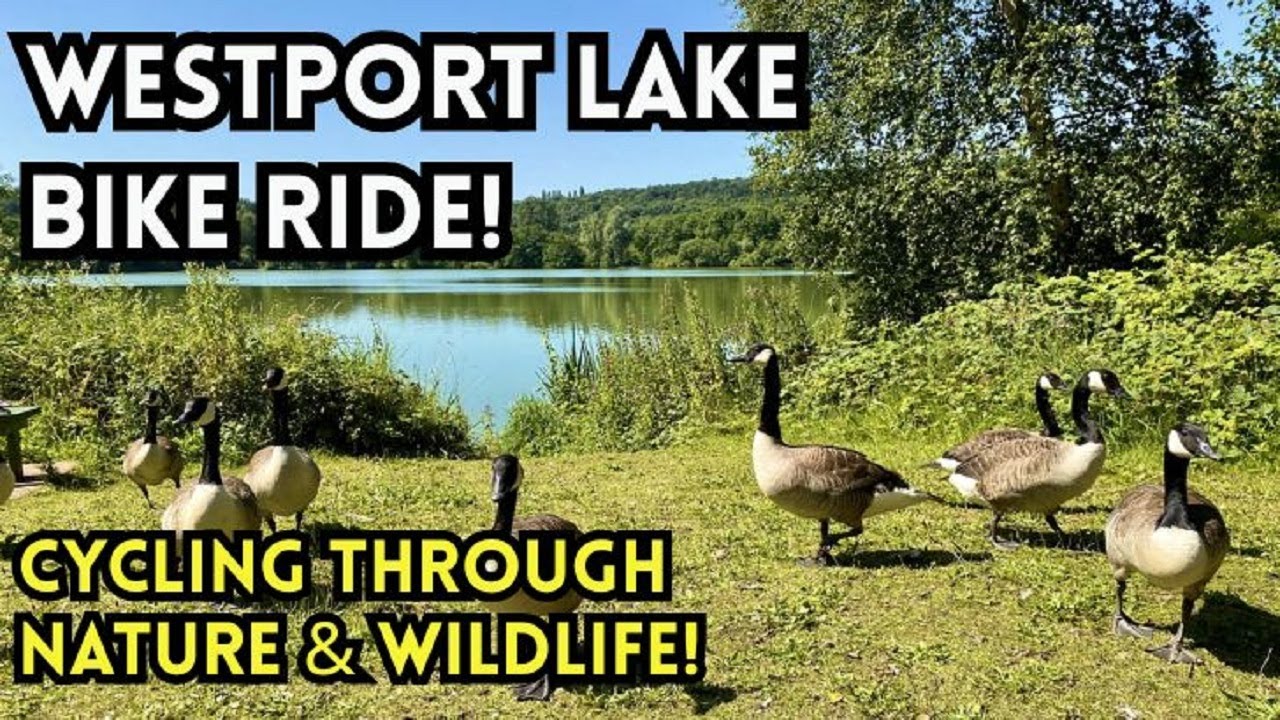 Посещение ОЗЕРА ВЕСТПОРТ | Ньюкасл-андер-Лайм | Стаффордшир | Заповедник природы и животного мира