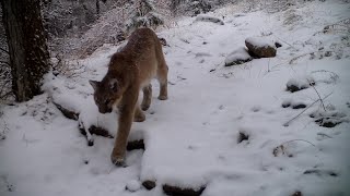 Mountain Lions Before and After March 2024 Snowstorm