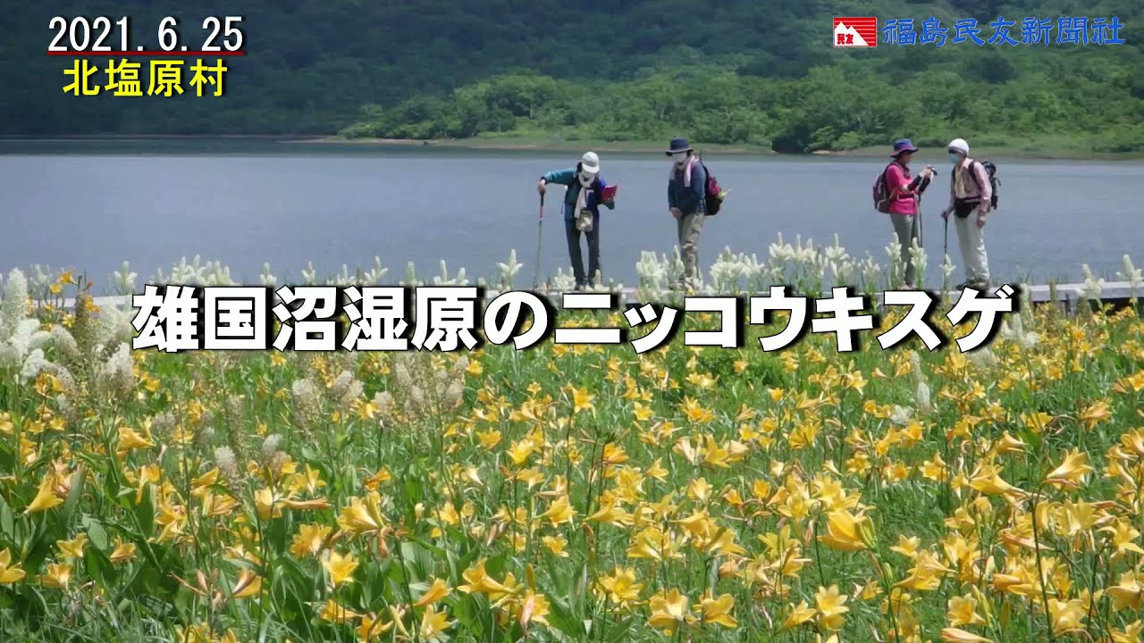 ふくしま花だより21 雄国沼湿原のニッコウキスゲ Youtube