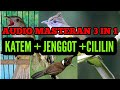 Masteran Jeda Panjang Jernih Cucak Jenggot Kapas Tembak Dan Cililin Mp3 - Mp4 Download