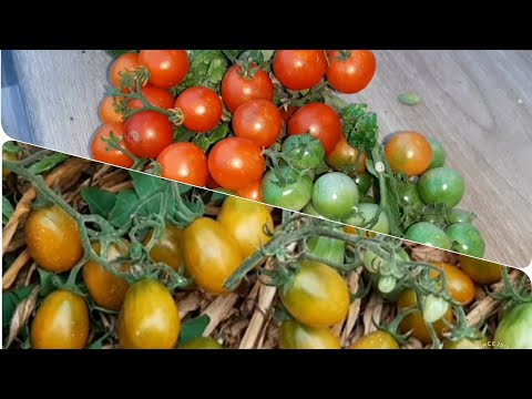 Монгольский  Карлик в бочках! И обзор редких томатов 🍅🍅🍅